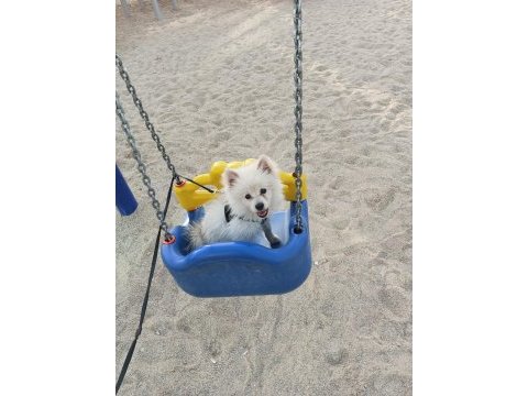 Uyguna verilecek acil pomeranian