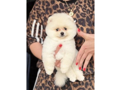 Ayı surat erkek pomeranian boo
