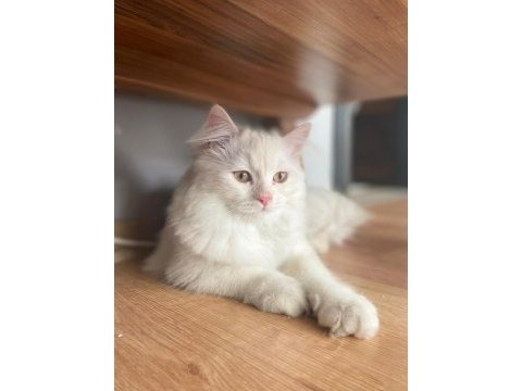 Dişi british longhair arıyoruz