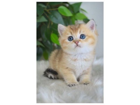 British shorthair yavruları