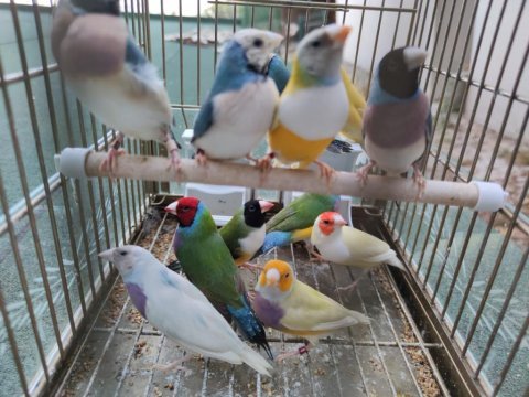 Gökkuşağı ispinozu - goldian finch