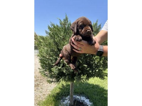 Irk garantili labrador retriever yavrular
