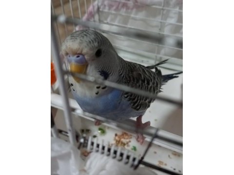Jumbo muhabbet kuşu