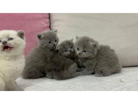 Cins british shorthair yavrularımız yuvalarını arıyor