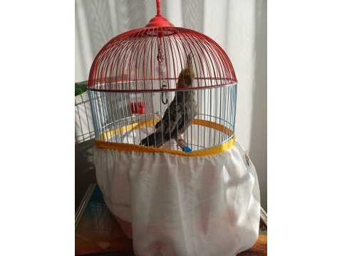 2.5 aylık bebek sultan papağanı kafesi ile beraber