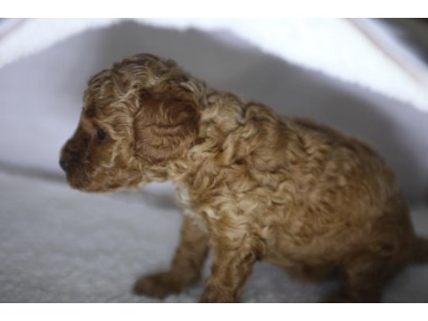 F2 orjinal maltipoo 3 kız kardeş