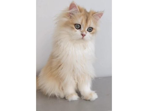 Blh 6 aylık erkek british longhair