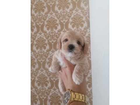 Sıfır numara maltipoo dişi bebeklerimiz