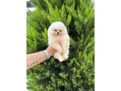 Sıfır burun sıfır kulak orjinal pomeranian isteyenlere
