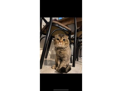 Scottish fold kedisi sahiplendirme