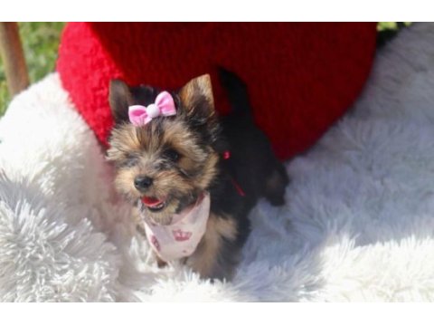 Teacup eğitimli yorkshire terrier yavrular