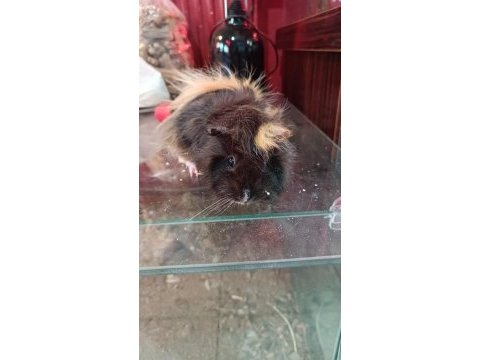 Guinea pigler