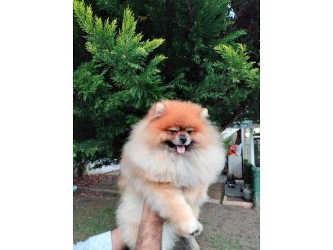 Rusya export secereli tedy bear pomeranian