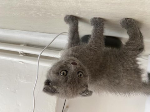 4 tane erke yavru scottish fold kedimiz