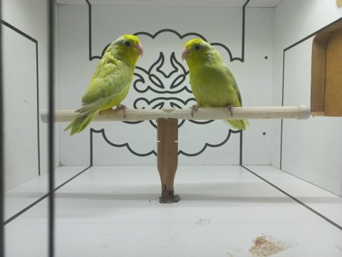 Fazlalıktan forpus papağanı