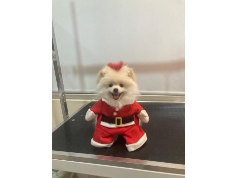 Eşimin hamileliği sebebi ile pomeranian kızımız