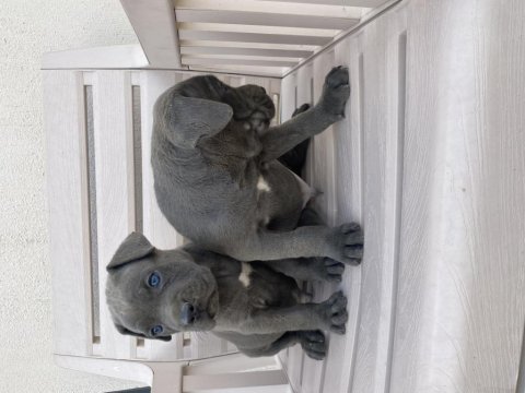 İzabel blue cane corselar