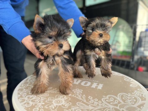 Tea cup yorkshire terrier yavrular ziyarete açık