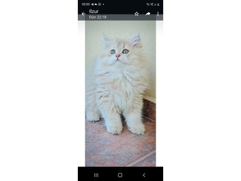 British longhair ay11