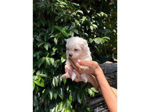 Maltese terrier