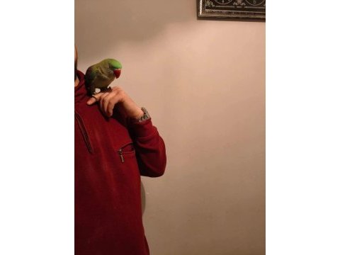 Acil satılık alexander papağanı 3 aylık