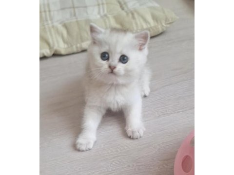 British shorthair silver dişi
