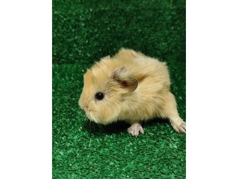 Orjinal guinea pig yavruları