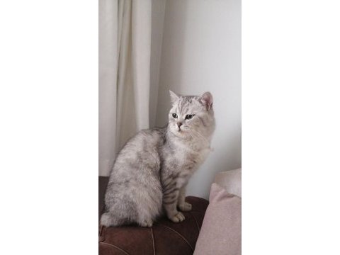 British shorthair kedisi