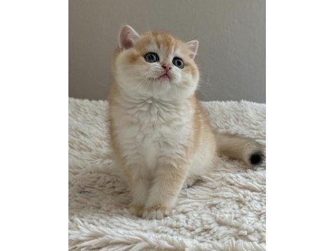 Saf kan full şecereli 2 aylık yavru british shorthair