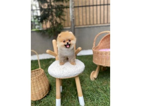 Sağlıklı pomeranian boo yavrular