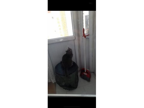 Kedimiz yuvasını arıyor 7 aylık british shorthair zeuss