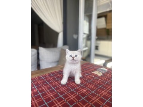 Brıtısh shorthair sılver yavrularım 