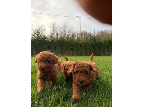 Red brown toy poodle yavruları istanbul
