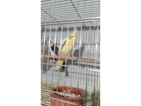Garantili sultan papağanı takımlarımız