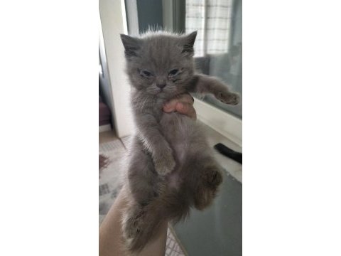 Orjinal british longhair yavruları 1 erkek 2 dişi