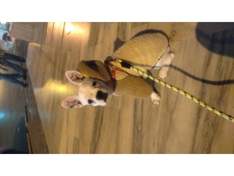 Köpeğimiz şiva yuva arıyor