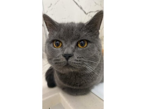 12 aylık british shorthair