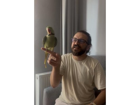 Full evcil erkek alexander papağanı