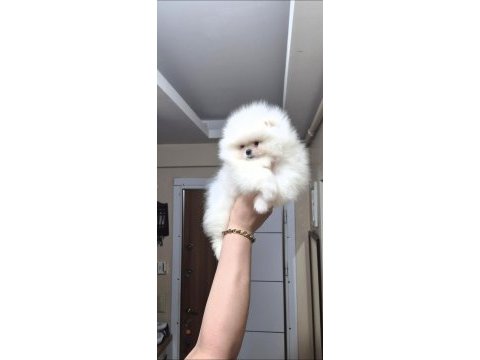 Ayıcık yüz pomeranian boo erkek