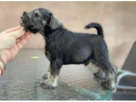 Anne altından rezerve schnauzer bebekler