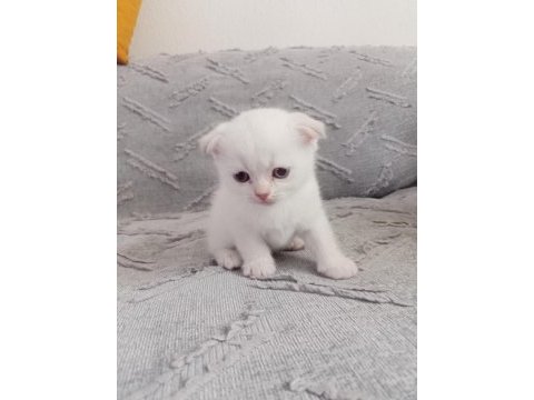 Sevimli kedilerimiz yeni yuvalarını arıyor