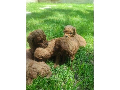 Yavru toy poodle