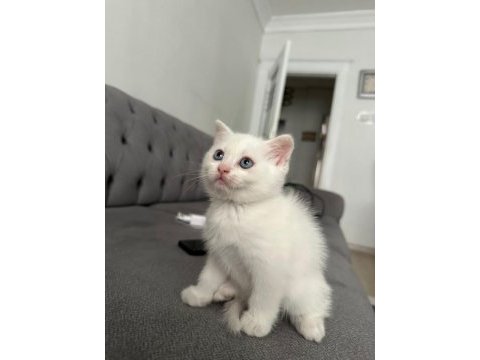 British shorthair