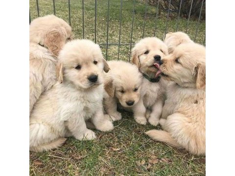 Golden retriever yavrular için ulaşabilirsiniz