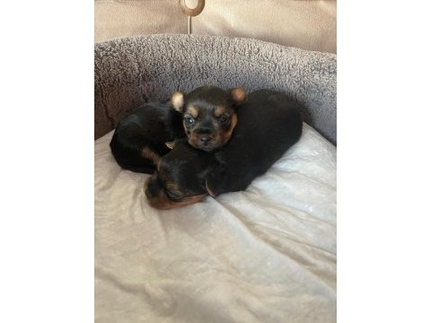 Safkan tüy dökmez koku alerji yapmaz yorkshire terrier