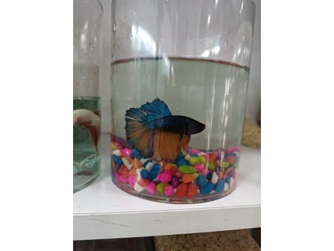 Betta balıkları