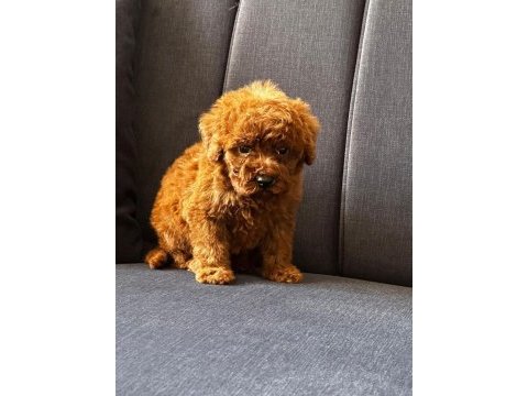 Toy poodle safkan