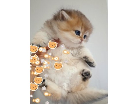 British shorthair ve longhair golden yavrular
