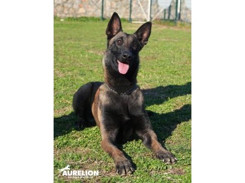 Fcı/kıf şecereli şampiyon kan hattı malinois yavrular