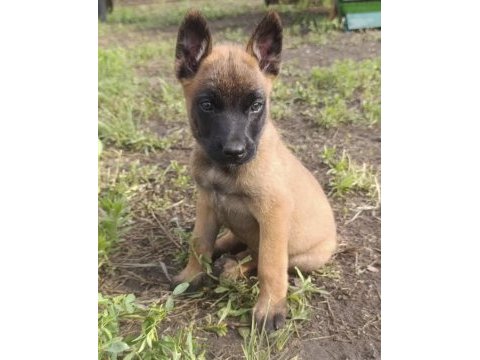 Safkan malinois
